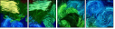 262127014