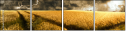 27477176