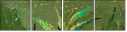 32753279