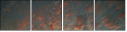 32897630