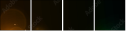 33007658