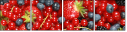 33767405