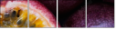 36705995
