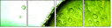 37462259