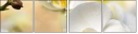 37764632