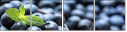 37936052