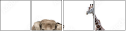 39202721
