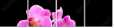 40752844