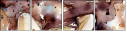 41178185