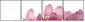 41625146