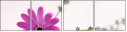 42488132