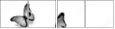 42537223