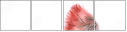43245255
