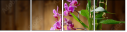 43250977