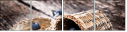 43616365