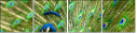 43782837
