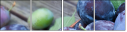 43823181