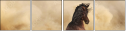 43906966
