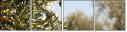 44321836