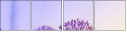 44687067