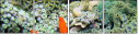 45562555
