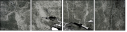 45686812