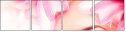 46892780