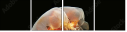 47043429