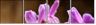 48156250