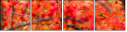 48247670