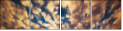 49042592