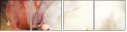 49298048