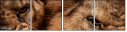 49550663