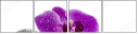 49566180