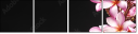 49631888
