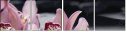 49633932