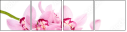 49864251