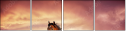 49946771