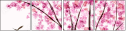 49952307