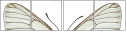 50053603