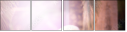 50330504