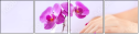 51074470