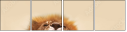 51106719