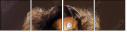51651433