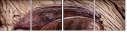 51722126