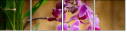 51806398