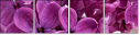 51957313