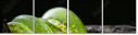 52158652