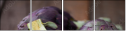 52349842