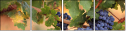 52573606